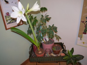 Our amaryllis in bloom